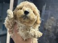 Mini Maltipoo Yavrular
