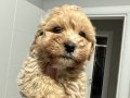 Mini Maltipoo Yavrular