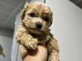 Mini Maltipoo Yavrular