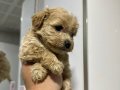 Mini Maltipoo Yavrular