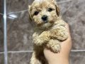 Mini Maltipoo Yavrular