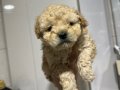 Mini Maltipoo Yavrular