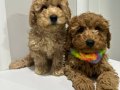 Mini Poodle Yeni Yuvalarını Arıyor