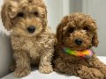 Mini Poodle Yeni Yuvalarını Arıyor