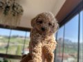 Mini Toy Poodle 