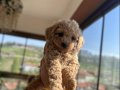 Mini Toy Poodle 