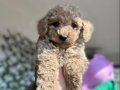 Mini Toy Poodle 