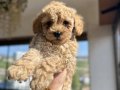 Mini Toy Poodle 