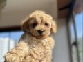 Mini Toy Poodle 