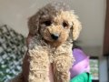 Mini Toy Poodle 