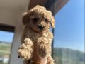 Mini Toy Poodle 