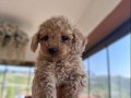 Mini Toy Poodle 