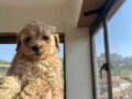 Mini Toy Poodle 