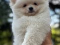 Kar Beyaz Pomeranian Boo