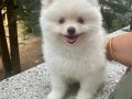 Kar Beyaz Pomeranian Boo