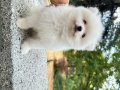 Kar Beyaz Pomeranian Boo