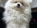 Kar Beyaz Pomeranian Boo