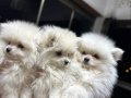 Kar Beyaz Pomeranian Boo