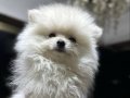 Kar Beyaz Pomeranian Boo