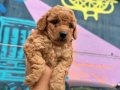 ToyPoodle Yavrularımız