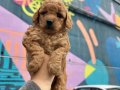ToyPoodle Yavrularımız