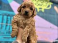 ToyPoodle Yavrularımız