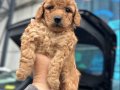 ToyPoodle Yavrularımız