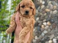 ToyPoodle Yavrularımız