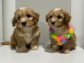 Kore Maltipoo yavrularımız