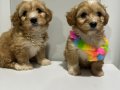 Kore Maltipoo yavrularımız