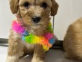 Kore Maltipoo yavrularımız