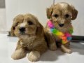 Kore Maltipoo yavrularımız