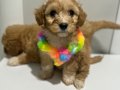 Kore Maltipoo yavrularımız