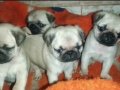 Pug mops