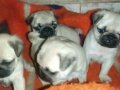 Pug mops