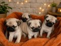 Pug mops