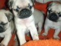 Pug mops