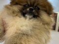 Pomeranıan boo