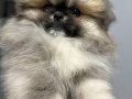Pomeranıan boo