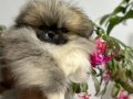 Pomeranıan boo