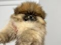 Pomeranıan boo