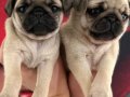 Gül kuyruk pug mops