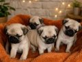 Gül kuyruk pug mops