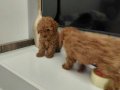 Kore red toy poodly 