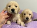 Bebek yüzlü Golden Retriever yavruları