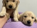 Bebek yüzlü Golden Retriever yavruları