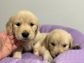 Bebek yüzlü Golden Retriever yavruları