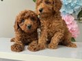 Kore poodle 