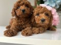 Kore poodle 