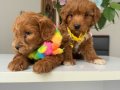 Kore poodle 